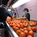 Fresh Tomato and Pepper repacker for grocers, farmer's markets